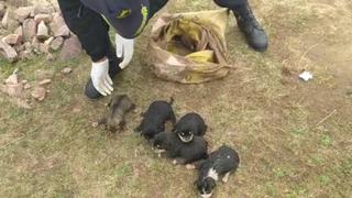 Juliaca: Abandonan seis cachorros en la vía pública