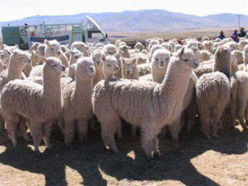 Chumbivilcas recibe alpacas reproductores