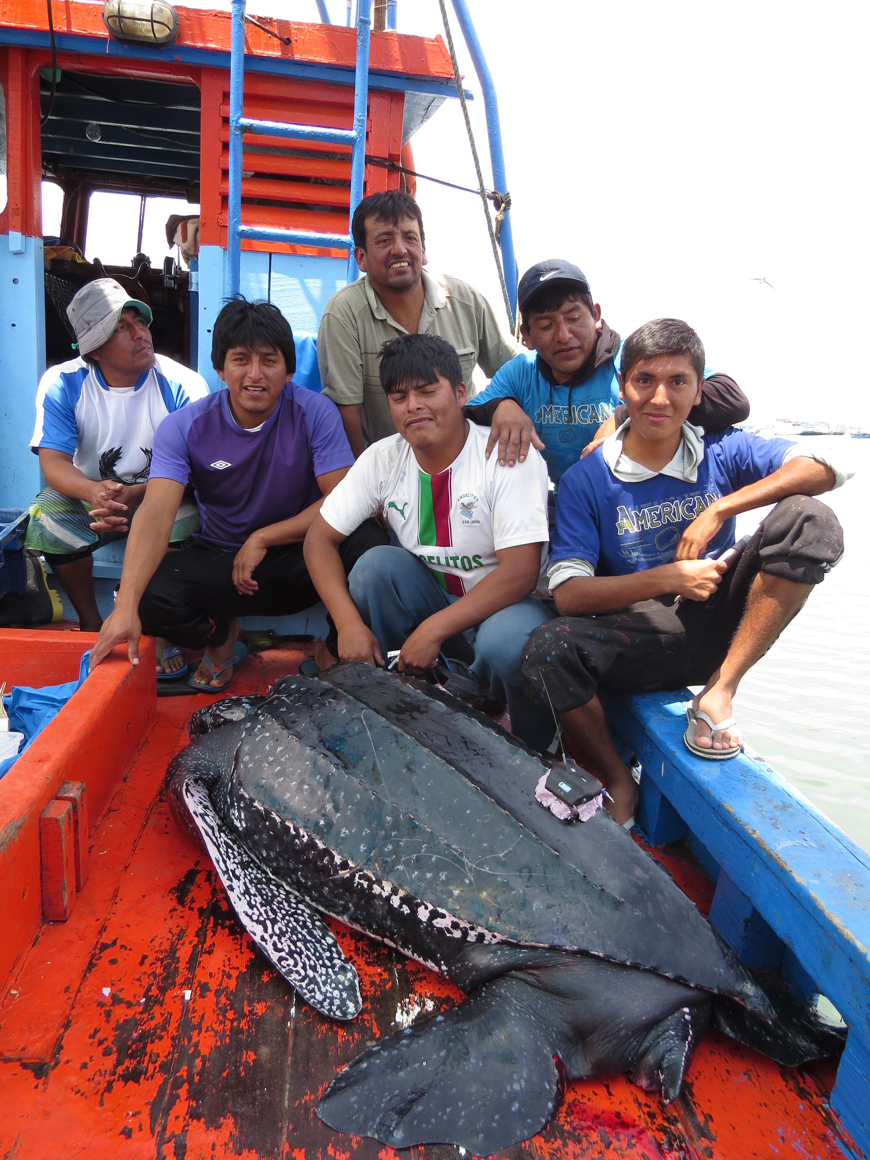 Pescadores chiclayanos liberan tortuga en peligro de extinción