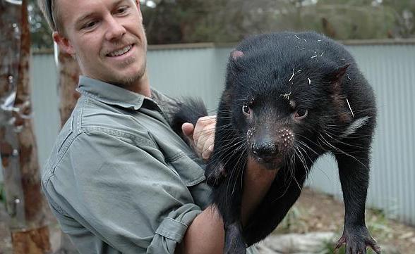 ​Los demonios de Tasmania ya desarrollan defensas ante letal cáncer que los aqueja
