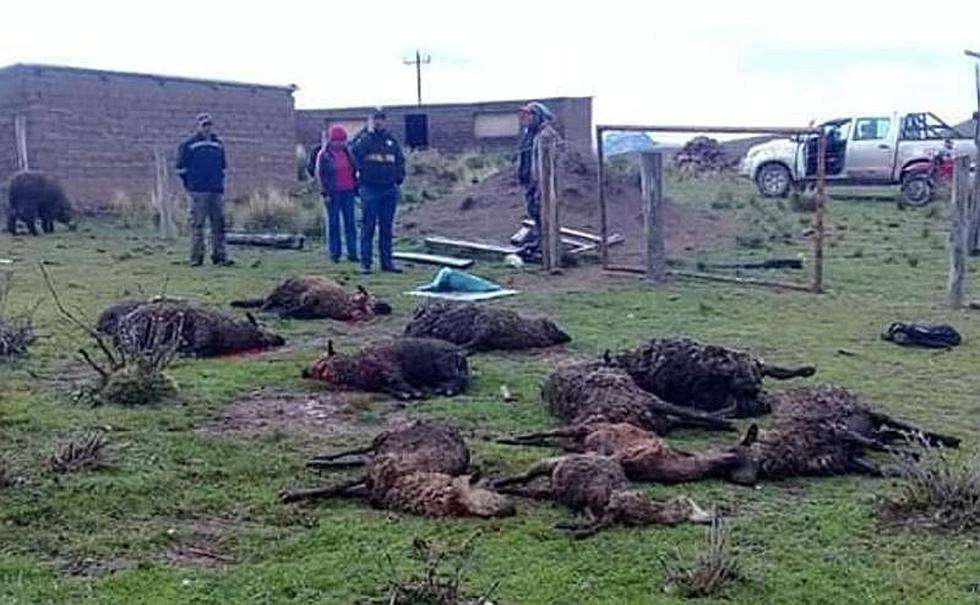 ​Perros salvajes atacan a corderos en Arequipa (FOTOS)