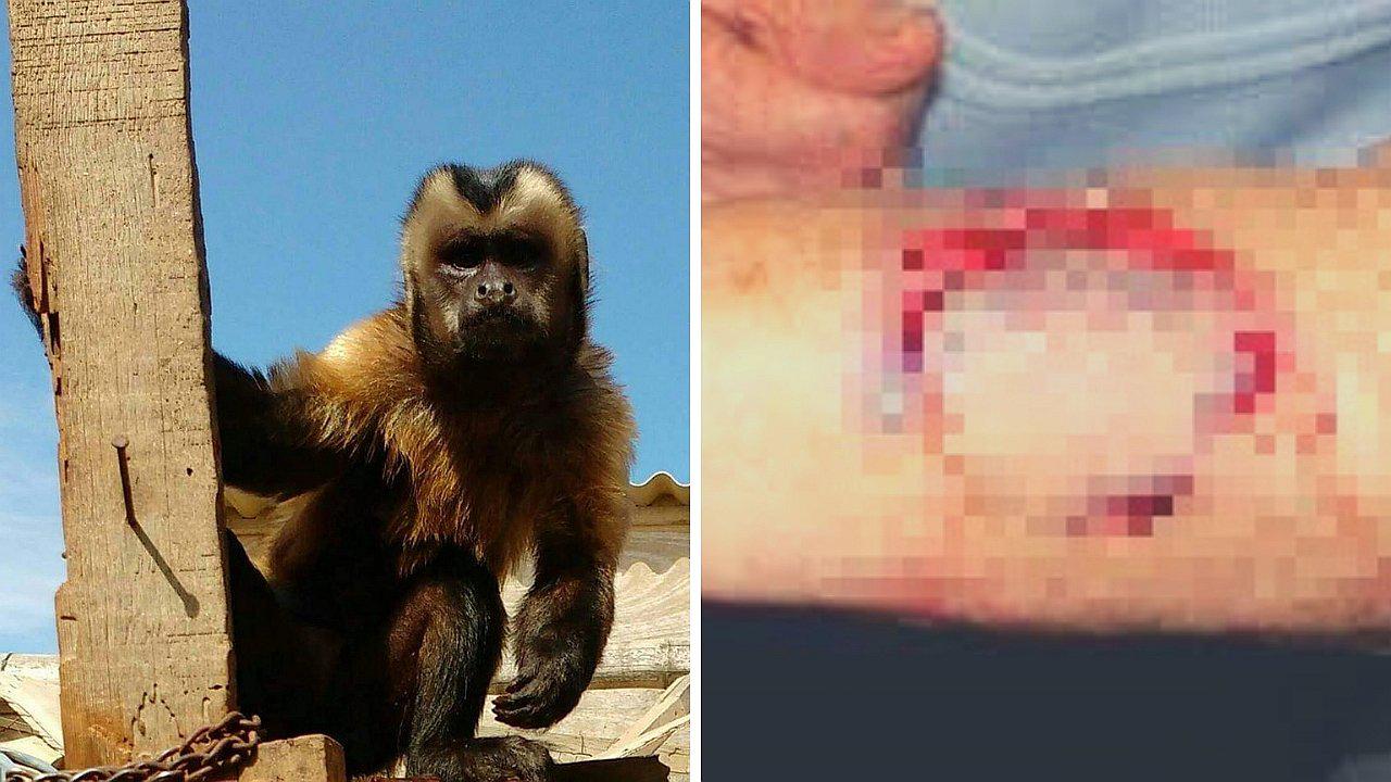 ​Un mono furioso ataca a varios vecinos tras escapar de la casa de su dueño