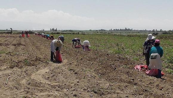 Intención de siembra en Arequipa estará lista a finales de junio