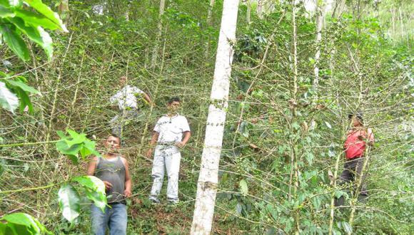 Plaga de la roya afecta a 1,100 hectáreas de café orgánico en Monzón