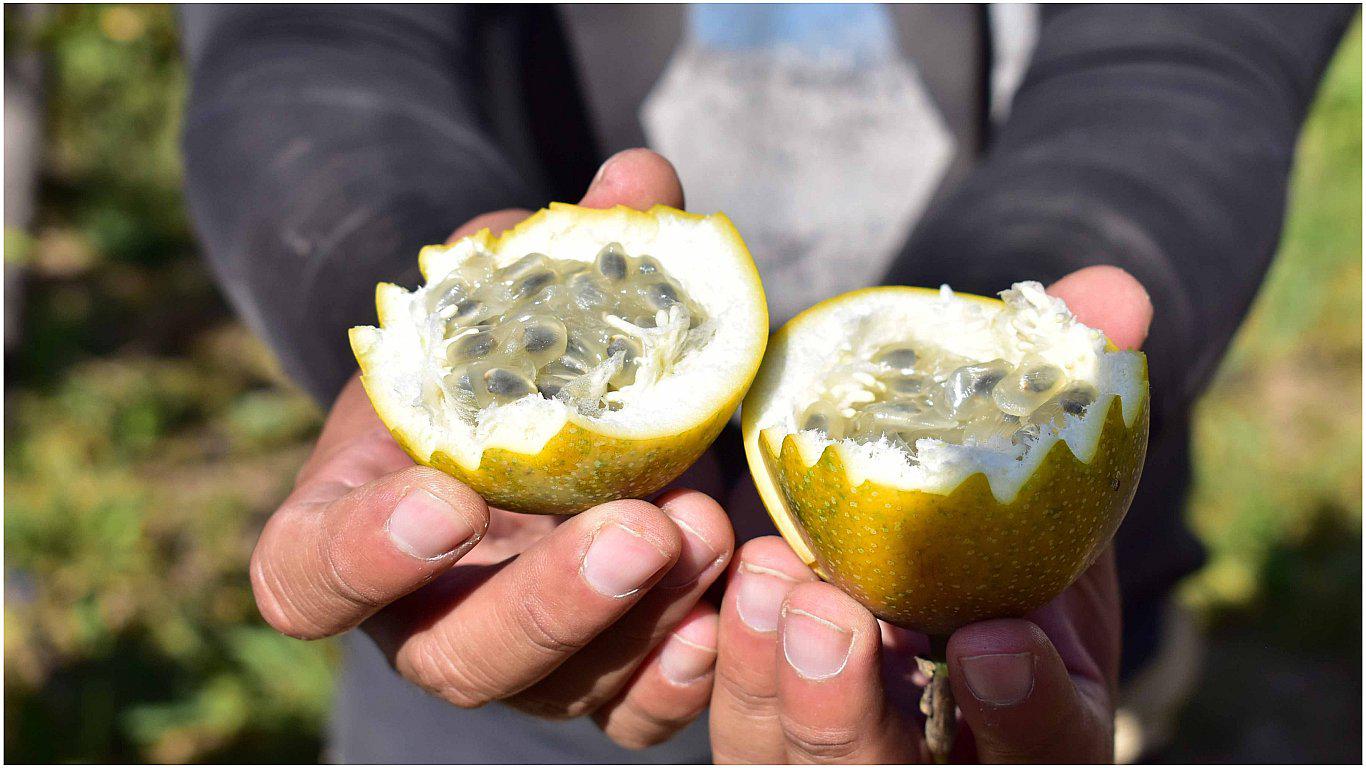 Granadilla de Otuzco obtendrá Certificación Orgánica 