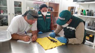 Piura: Serfor rescata a cría de caimán en mercado Las Capullanas