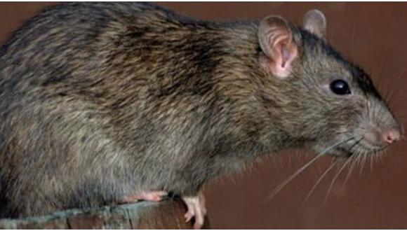 Facebook: animalistas recomiendan no matar a ratas por emotiva razón (FOTO)
