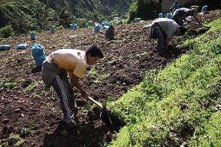 Campesinos de San José, Pimentel y Reque cultivan con aguas servidas