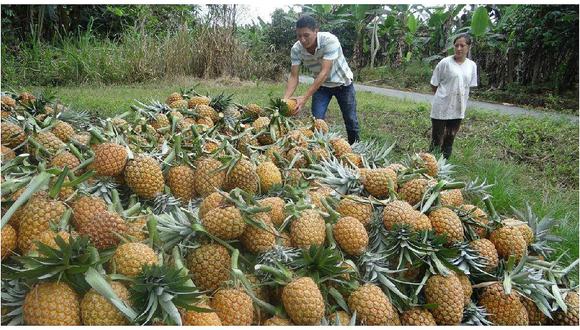 ​Cambio climático afectó producción de piña en el distritos del Vraem