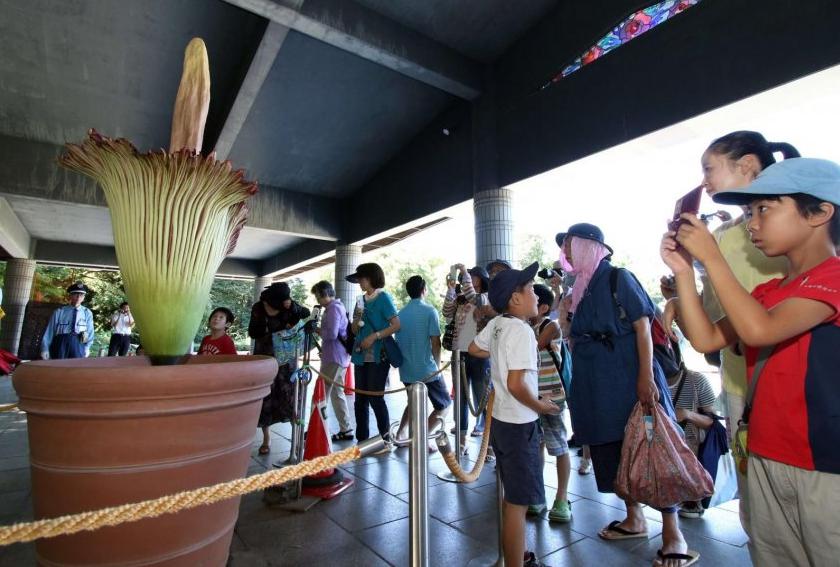 Japón: Florece en un parque la flor más grande del mundo