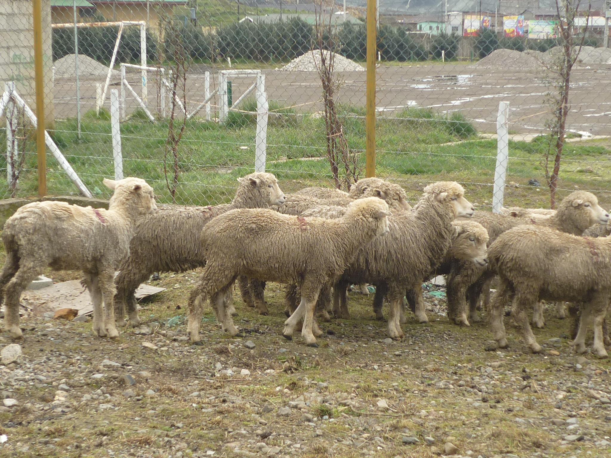 Hallan 30 ovinos muertos en centro de producción de Pasco