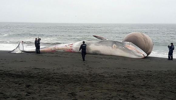 Chile: Entierran a una ballena varada con gran protuberancia en su cabeza (FOTOS)