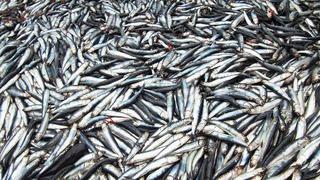 Autorizan el inicio de pesca de la anchoveta en el litoral peruano
