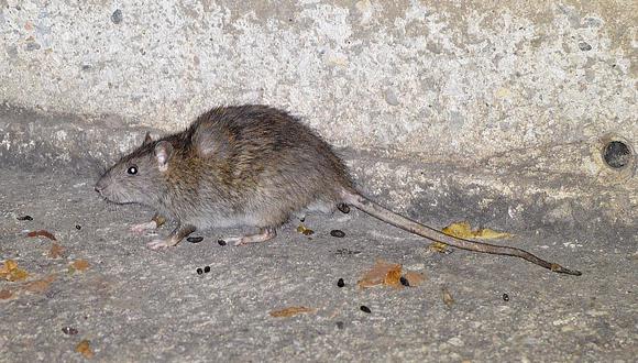 Encuentran ratas en instalaciones del municipio de San Román [VIDEO]