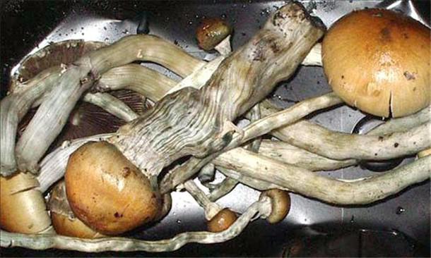 Así afectan los hongos alucinógenos al cerebro