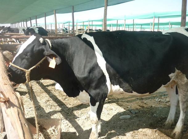 Tacna: vacunarán a más 7 mil animales para evitar posible propagación de ántrax