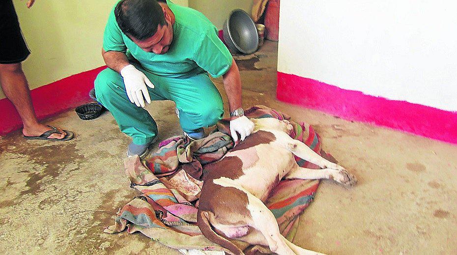 Árbitro de fútbol mata a perro de su vecino de cuatro cuchilladas (VIDEO) 