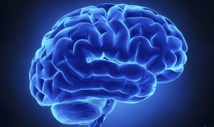 Un cerebro más grande no es sinónimo de mayor inteligencia, según un estudio