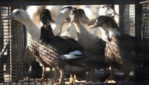 Los patos se sientan en una jaula a la espera de ser enviados a un matadero para su exterminio debido al brote de gripe aviar que comenzó a fines de noviembre de 2021 en una granja en Doazit, suroeste de Francia, el 26 de enero de 2022. (Foto de GAIZKA IROZ / AFP)