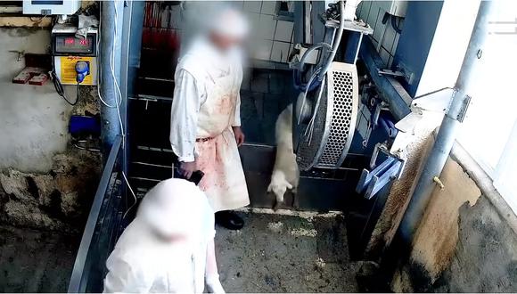 Brutal video muestra corderos lanzados, pateados y asesinados en España (VIDEO)