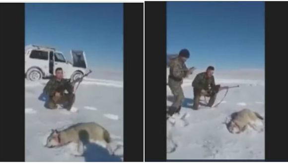 Lobo herido se hizo el muerto para vengarse de cazadores que se reían de él (VIDEO)