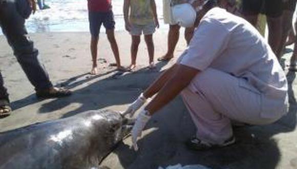 El Salvador: Muere delfín tras quedar varado en el Pacífico 