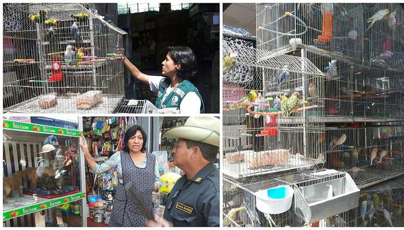 ​Arequipa: Comerciantes vendían ave protegida