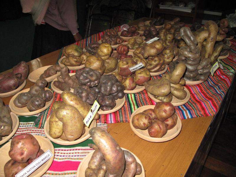 Concepción: Presentarán más de 500 variedades de papa nativa en festival