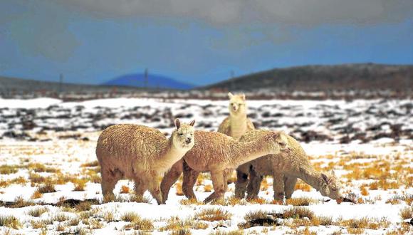 Arequipa: 460 mil alpacas en riesgo por frío en zonas altoandinas