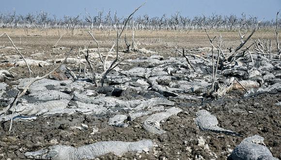 Paraguay: Sequía dejó un cementerio de caimanes