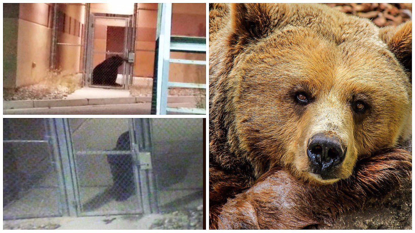 Estados Unidos: un oso se volvió "prisionero" por unas horas
