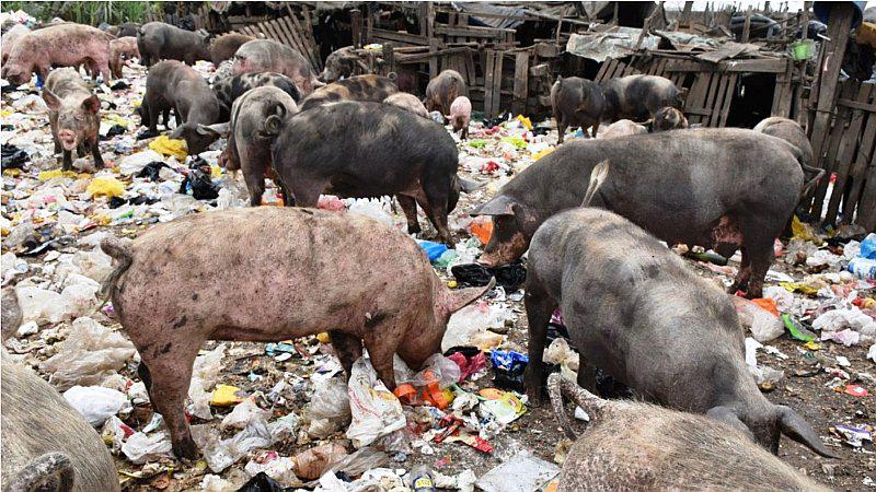 Multan a criaderos de chanchos que eran alimentados con basura (FOTO)