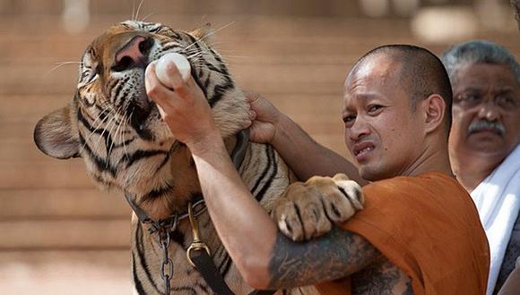 Tailandia: Templo del Tigre niega acusaciones de tráfico animal
