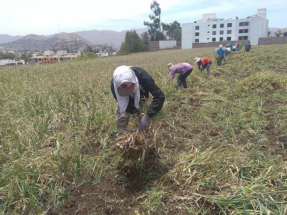 Agro arequipeño en crisis por bajo precio de ajo