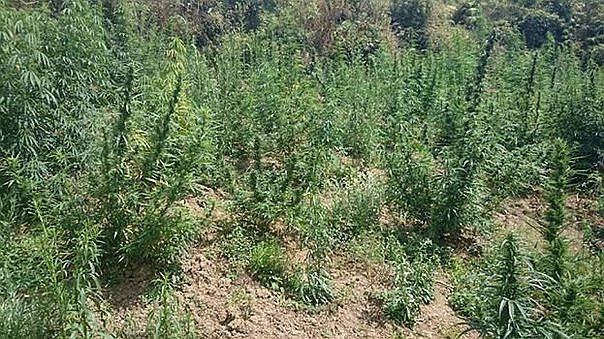 Áncash: Hallan mil 845 plantones de marihuana