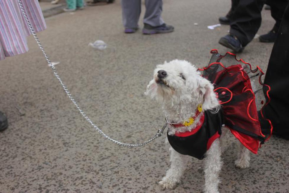 Una competencia  llena de 'amores perros' (FOTOS)