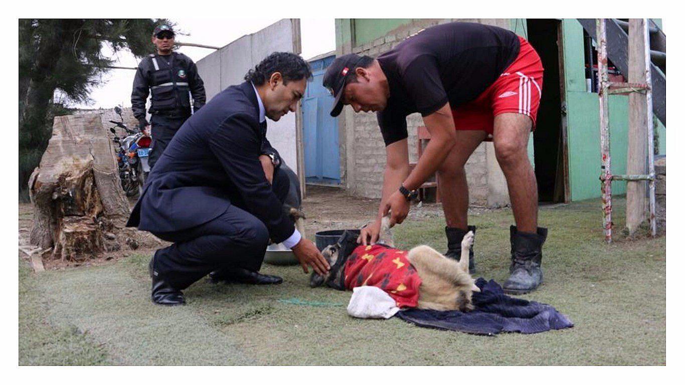 Nuevo Chimbote: Albergue canino rescata más de 300 perros que fueron abandonados en las calles 
