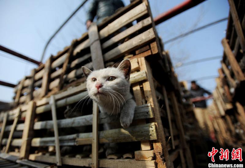 Salvan a más de 2800 gatos de terminar como comida de restaurantes