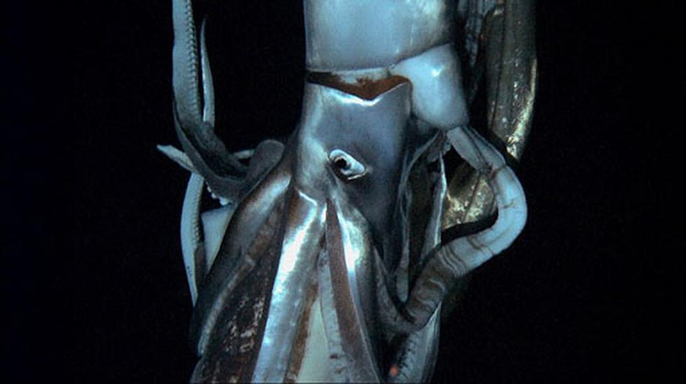 Fotos: captan un calamar gigante en las profundidades del océano Pacífico