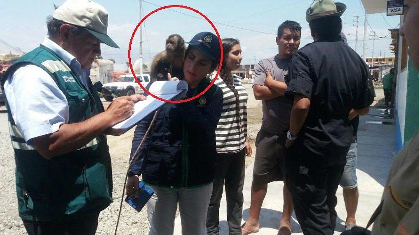 La Libertad: ​Fiscalía investiga circo que tenía monito en cautiverio