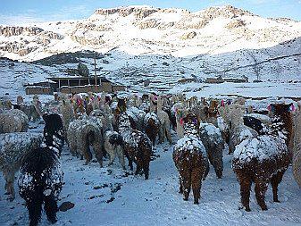 Bajas temperaturas duplicó daños en la actividad pecuaria de Ayacucho