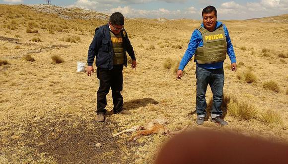 ​Intervienen a 35 sujetos por la caza y matanza ilegal de vicuñas en las pampas de Junín 