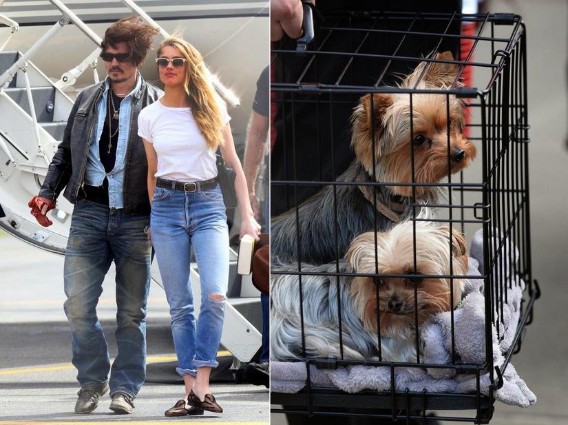Esposa de Johnny Depp será juzgada por introducir ilegalmente dos perros en Australia