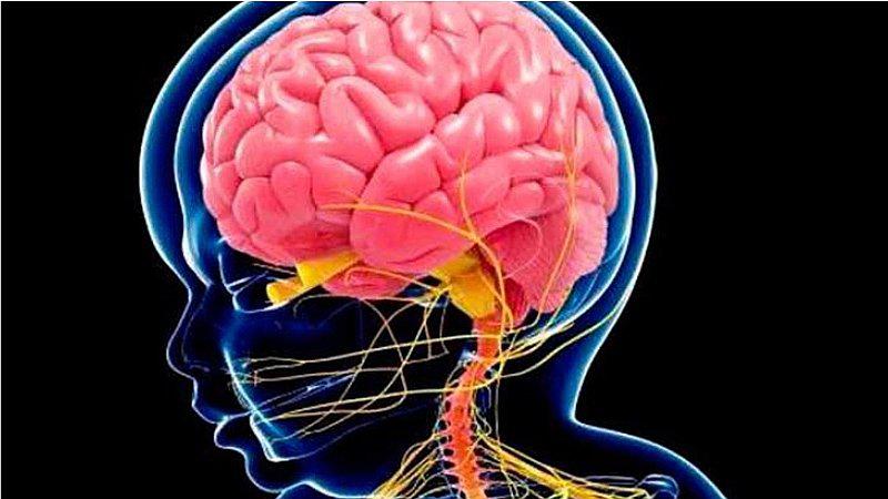 Altos niveles de DHA en la madre influyen en desarrollo cerebral del bebé