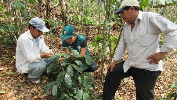 Atienden más de mil hectáreas de café ante presencia de plagas en Cusco