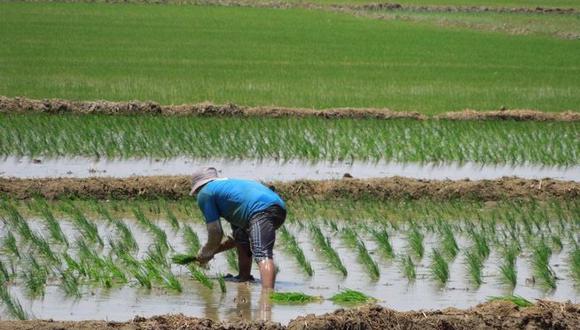 Piura: Unifican fechas para siembra de arroz 