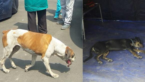 Familias afectadas por incendio piden ayuda de veterinarios para sus mascotas (FOTOS) 