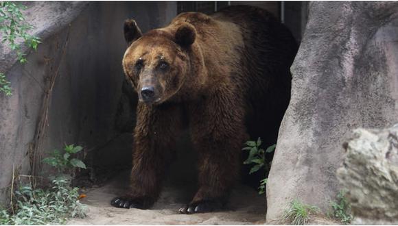 Rusia: Hombre sobrevivió un mes en la cueva de un oso que lo guardaba como alimento