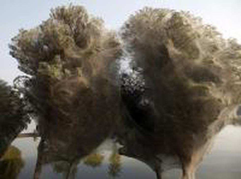 Pakistán: Tela de arañas invaden árboles