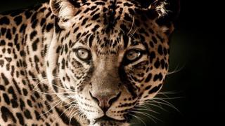 Hombre se enfrenta a puño limpio contra leopardo para salvar a su esposa e hija (VIDEO)